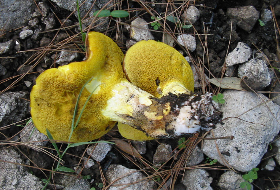 Suillus collinitus?